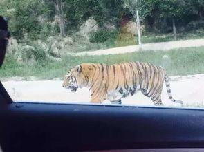 成都老虎爆料视频最新,揭秘背后惊人真相 第2张 成都老虎爆料视频最新,揭秘背后惊人真相 第2张